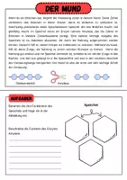 Vorschau - Arbeitsblätter - Die Verdauung- Stationsarbeit und Leporello | Unterrichtsreihe "Der Mensch", Biologie 6./7. Klasse - Seite 1