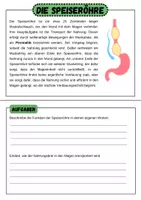Vorschau - Arbeitsblätter - Die Verdauung- Stationsarbeit und Leporello | Unterrichtsreihe "Der Mensch", Biologie 6./7. Klasse - Seite 2