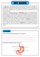 Vorschau - Arbeitsblätter - Die Verdauung- Stationsarbeit und Leporello | Unterrichtsreihe "Der Mensch", Biologie 6./7. Klasse - Seite 3