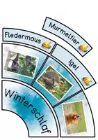 Vorschau - Spiele - Tiere im Winter – Legekreis | Winterschlaf, Winterruhe & Winterstarre | Klasse 1–2 - Seite 3
