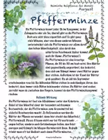 Vorschau - Stundenentwürfe - Heimische Heilpflanzen im August: Spitzwegerich und Pfefferminze - Seite 1