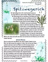 Vorschau - Stundenentwürfe - Heimische Heilpflanzen im August: Spitzwegerich und Pfefferminze - Seite 2