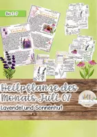 Vorschau - Stundenentwürfe - Heimische Heilpflanzen im Juli: Sonnenhut Lavendel - Deckblatt