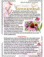 Vorschau - Stundenentwürfe - Heimische Heilpflanzen im Juli: Sonnenhut Lavendel - Seite 2