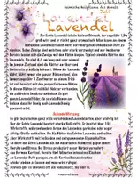 Vorschau - Stundenentwürfe - Heimische Heilpflanzen im Juli: Sonnenhut Lavendel - Seite 3