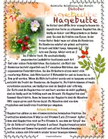 Vorschau - Stundenentwürfe - Heimische Heilkräuter im Oktober: Kapuzinerkresse und Hagebutte - Seite 1