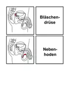 Vorschau - Spiele - Zuordnungsspiel - Geschlechtsorgane des Mannes - Seite 3