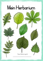 Vorschau - Arbeitsblätter - Herbarium - Vorlagen inkl. Wort-Bildkarten (Klasse 1-4) - Seite 3