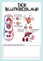 Vorschau - Arbeitsblätter - Herzkreislauf und Blutkreislauf des Menschen - Seite 2