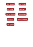 Vorschau - Stationenlernen - Klettmappe Organe - Seite 3