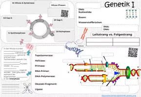 Vorschau - Unterrichtsreihen - GENETIK 1: Kluge Übersicht & Advance Organizer - Seite 2