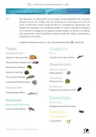 Vorschau - Unterrichtsreihen - Unterwasserbibliothek Muschelstufe 1 (Abenteuer Unterwasserwelt) - Seite 2