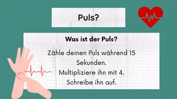 Vorschau - Stundenentwürfe - Herz inkl Lösungen Teil 4 - Herz & Blutkreislauf - Biologie - Seite 1