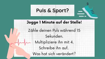 Vorschau - Stundenentwürfe - Herz inkl Lösungen Teil 4 - Herz & Blutkreislauf - Biologie - Seite 2