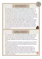 Vorschau - Stundenentwürfe - Alt- und Jungsteinzeit im Vergleich (Stundenplanung und Material) - Seite 3
