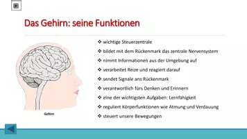Vorschau - Arbeitsblätter - Organe des Menschen - Teil IV - Nervensystem - Seite 3