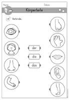 Vorschau - Arbeitsblätter - Körperteile Körper Arbeitsblatt Artikel differenziert - DaZ DaF Sprachförderung - Seite 3