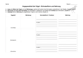 Vorschau - Arbeitsblätter - Schnabelform Angepasstheit - Seite 1