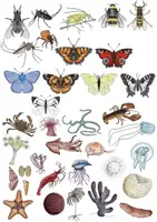 Aperçu - Cliparts/Visuels - Clipart - Set: Invertébrés - coléoptères, papillons, méduses et co. - Page de couverture