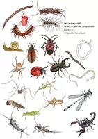 Aperçu - Cliparts/Visuels - Clipart - Set: Invertébrés - coléoptères, papillons, méduses et co. - Page 2