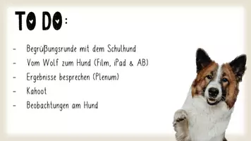 Vorschau - Arbeitsblätter - Vom Wolf zum Hund (interaktive Datei, ABs, Videos, Spielideen etc.) - Seite 3