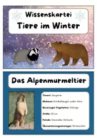 Vorschau - Arbeitsblätter - Tiere im Winter/Überwinterungsstrategien - Großes CLIL Materialpaket (Englisch und Sachunterricht!) - Seite 2