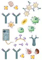 Aperçu - Cliparts/Visuels - Clipart-Set: Réaction immunitaire - Page 1