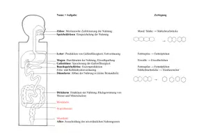 Vorschau - Arbeitsblätter - Verdauungsorgane 5. Klasse - Seite 3