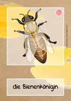 Vorschau - Bildkarten - NaWi / Sachunterricht: Bienen - Bildkarten - Seite 1