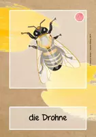 Vorschau - Bildkarten - NaWi / Sachunterricht: Bienen - Bildkarten - Seite 3