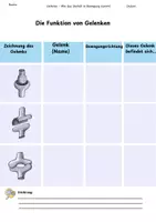 Vorschau - Arbeitsblätter - Funktion von Gelenken: Material aus dem Unterrichtsbesuch - Seite 3