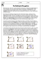 Vorschau - Arbeitsblätter - Doppelstunde Beutefang: Radnetz der Kreuzspinne - Modell Netzbau & AB - Seite 3