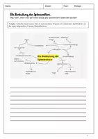 Vorschau - Stundenentwürfe - Unterrichtsstunde: Bedeutung der Spinnentiere - Seite 1