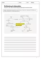 Vorschau - Stundenentwürfe - Unterrichtsstunde: Bedeutung der Spinnentiere - Seite 2