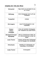 Vorschau - Arbeitsblätter - Aufgaben der Bestandteile des Ohres - Seite 3