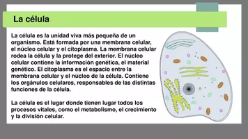 Vista previa - Unidades / Secuencias / Situaciones de Aprendizaje - Anatomía Conceptos básicos - página 1