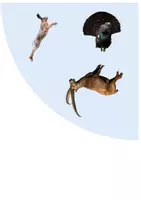 Aperçu - Jeux - Jeu du Lynx - Les animaux de la Montagne - Page 2