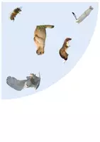 Aperçu - Jeux - Jeu du Lynx - Les animaux de la Montagne - Page 3