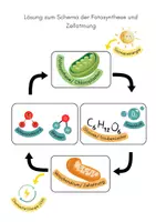 Vorschau - Arbeitsblätter - Schema der Fotosynthese und Zellatmung - Mittelstufe - Seite 3