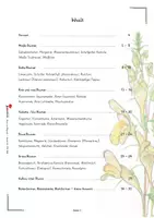 Vorschau - Spiele - Wiese und Wegrand Legestern | Wildkräuter, Wiesenblumen, Blütenfarben, Löwenzahn, Kornblume, Klatschmohn, Gänseblümchen, Montessori | Sachunterricht Biologie Grundschule Sekundarstufe Klasse 3-10 - Seite 2