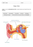 Vorschau - Arbeitsblätter - Das Ohr: Bestandteile, Funktionen und Hörvorgang - Seite 2
