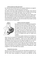 Vorschau - Arbeitsblätter - Das Horn erklärt (Leporello, Arbeitsblatt, Lösung) - Seite 3