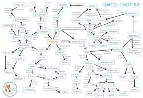Vorschau - Arbeitsblätter - Genetics - Concept Map - Seite 2