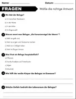 Vorschau - Spiele - Beluga: Leseverständnis und Kreuzworträtsel mit Lösungen - Seite 2