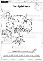 Vorschau - Arbeitsblätter - Apfel: Der Apfelbaum - Aufbau und Apfeljahr (Jahrgangsstufe 1/2) - Seite 2