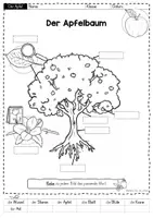 Vorschau - Arbeitsblätter - Apfel: Der Apfelbaum - Aufbau und Apfeljahr (Jahrgangsstufe 1/2) - Seite 3