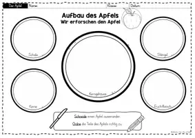 Vorschau - Arbeitsblätter - Apfel: Bestandteile des Apfels Arbeitsblätter – Sachunterricht Grundschule (Klasse 1–2) | Aufbau Apfel - Seite 1