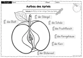 Vorschau - Arbeitsblätter - Apfel: Bestandteile des Apfels Arbeitsblätter – Sachunterricht Grundschule (Klasse 1–2) | Aufbau Apfel - Seite 2