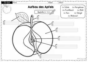 Vorschau - Arbeitsblätter - Apfel: Bestandteile des Apfels Arbeitsblätter – Sachunterricht Grundschule (Klasse 1–2) | Aufbau Apfel - Seite 3