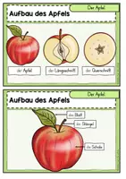 Vorschau - Fördermaterial/Inklusion - Der Apfel: Wissenskartei (Jahrgangsstufe 1/2) - Seite 1